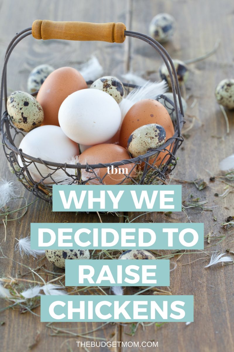 Why We Decided To Raise Chickens | The Budget Mom